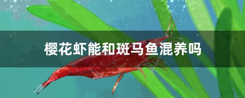 櫻花蝦能和斑馬魚混養(yǎng)嗎