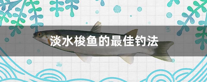 淡水梭魚的最佳釣法