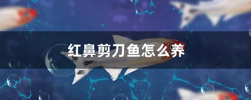 紅鼻剪刀魚怎么養(yǎng) 大湖紅龍魚 第1張