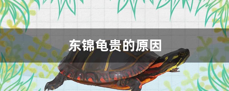 東錦龜貴的原因有哪些 其他品牌魚(yú)缸 第1張