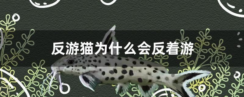 反游貓為什么會反著游 名貴錦鯉魚 第1張