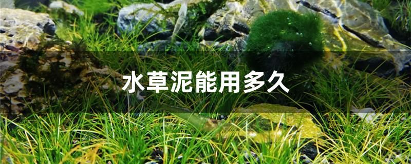 水草泥能用多久 祥龍水族濾材/器材 第1張