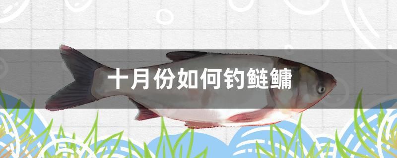 十月份如何釣鰱鳙 廣州龍魚批發(fā)市場(chǎng) 第1張