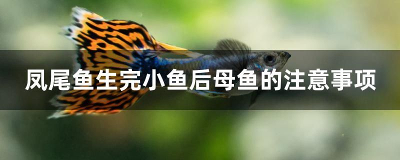 鳳尾魚生完小魚后母魚的注意事項(xiàng) 三色錦鯉魚 第1張