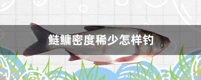 鰱鳙密度稀少怎樣釣 朱巴利魚(yú) 第1張