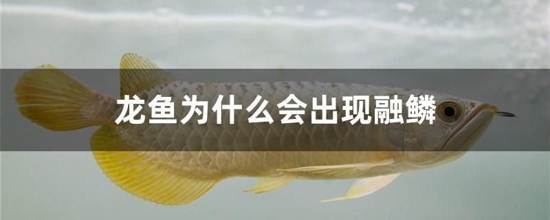 龍魚為什么會(huì)出現(xiàn)融鱗