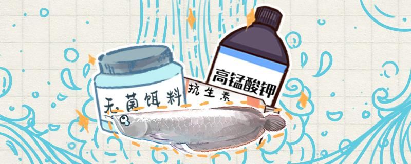 銀龍魚倒立的原因銀龍魚倒立的解決辦法 大白鯊魚苗 第1張