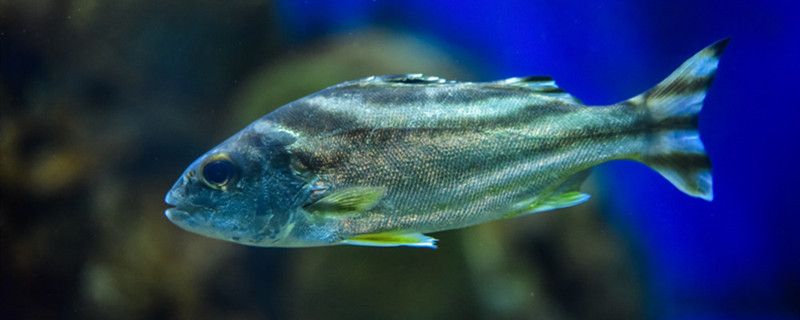 魚(yú)身體腐爛用什么藥魚(yú)身體腐爛是什么病 龍魚(yú)芯片掃碼器 第2張