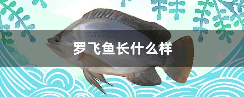 羅飛魚長什么樣