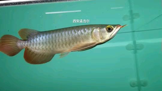 孟吉爾小孟 觀賞魚論壇 第1張