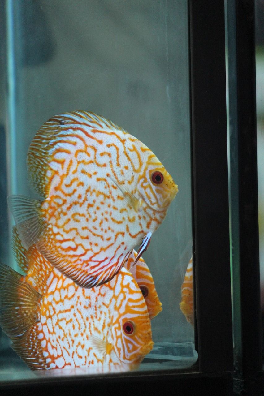 魚缸太湖石造景效果圖 太湖石適合魚池造景嗎 黃金招財(cái)貓魚 第2張