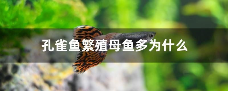 孔雀魚繁殖母魚多為什么 和尚魚 第1張