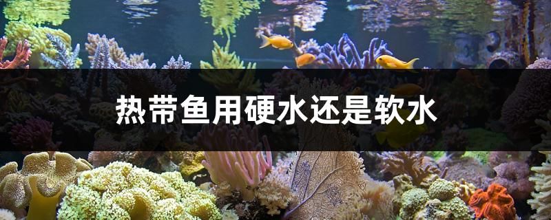 熱帶魚用硬水還是軟水