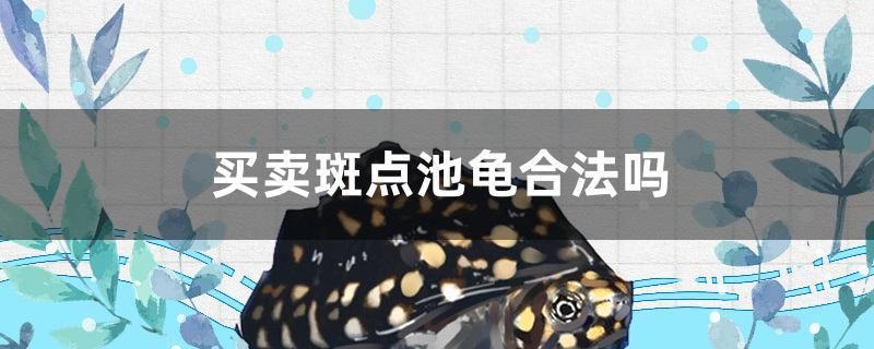 草魚一般在水下幾米活動(dòng) 過背金龍魚 第2張