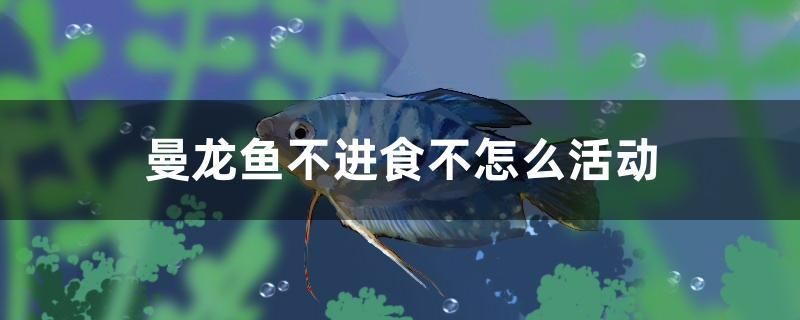 曼龍魚不進(jìn)食不怎么活動 巴西亞魚苗 第1張