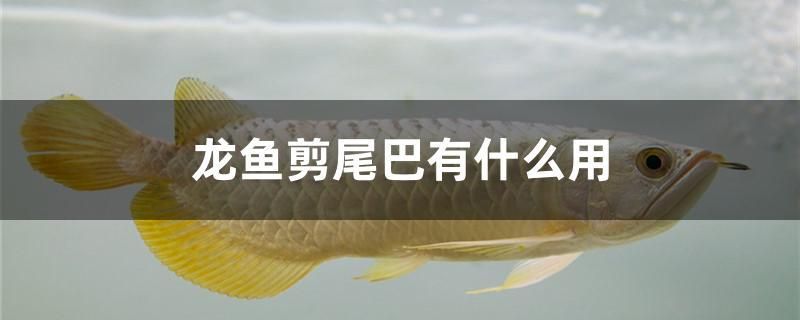 龍魚剪尾巴有什么用