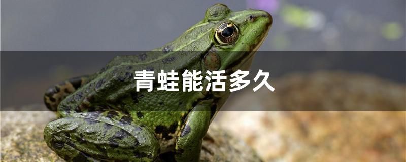 青蛙能活多久