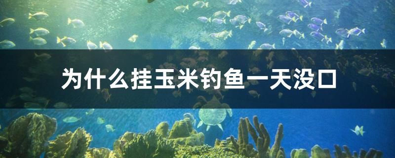 為什么掛玉米釣魚一天沒口 溫控設(shè)備 第1張