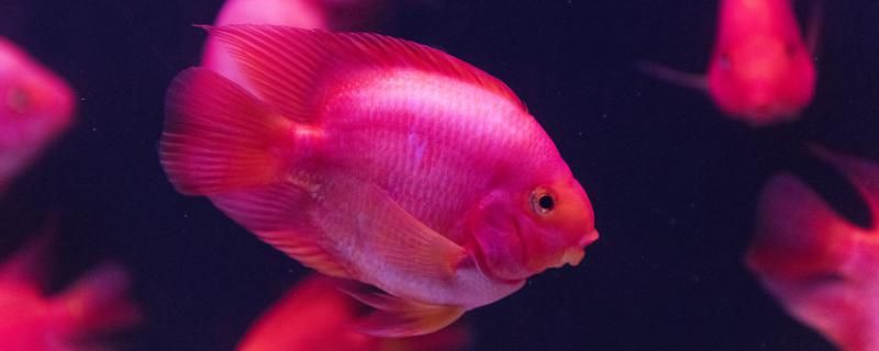 6條鸚鵡魚(yú)幾天喂一次一次喂多少比較好 南美異型魚(yú) 第1張