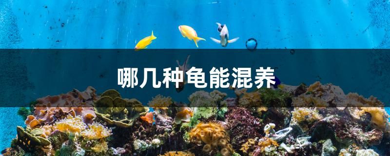 哪幾種龜能混養(yǎng)