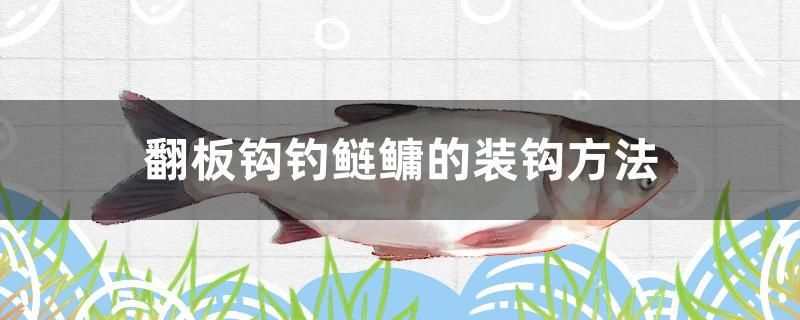 翻板鉤釣鰱鳙的裝鉤方法 高背金龍魚 第1張