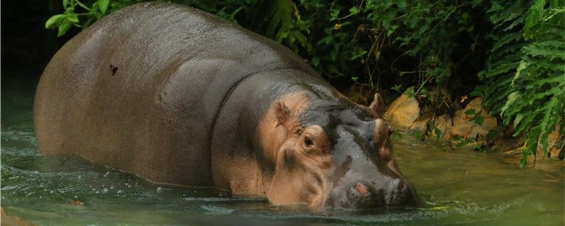 河馬生活在水里還是陸地能潛水多少時間