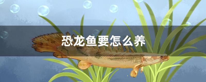 恐龍魚要怎么養(yǎng) 奈及利亞紅圓點狗頭 第1張