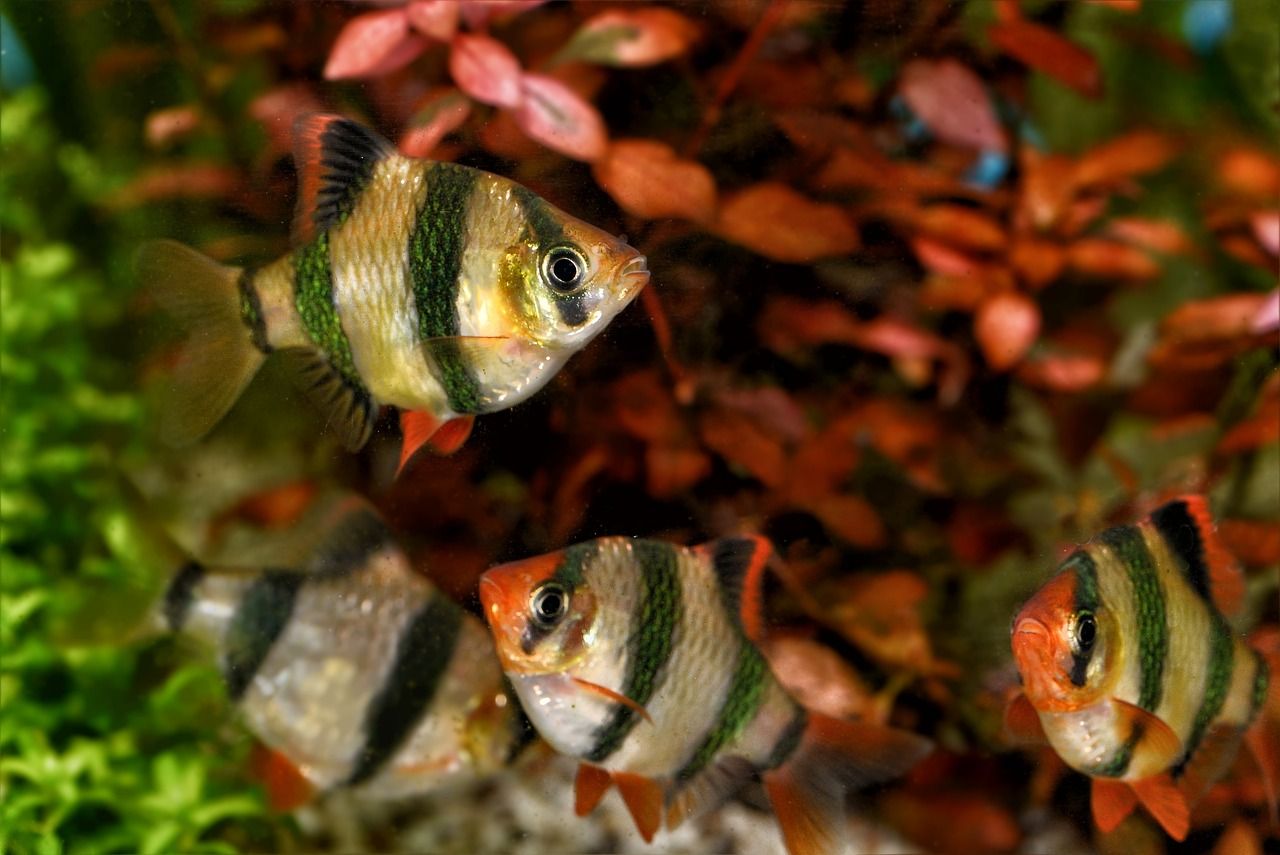 臺灣水族批發(fā)市場地址電話是多少號 臺灣水族館 粗線銀版魚苗 第2張