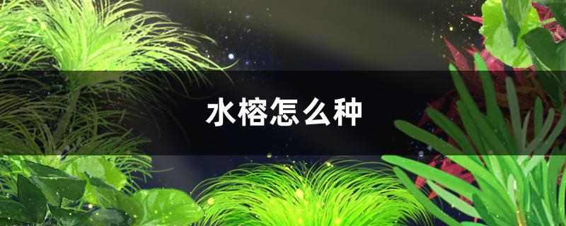 水榕怎么種需要水草燈嗎