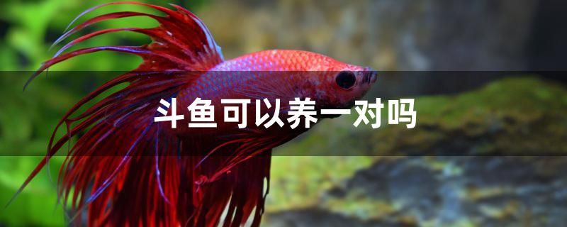 斗魚(yú)可以養(yǎng)一對(duì)嗎 馬拉莫寶石魚(yú) 第1張