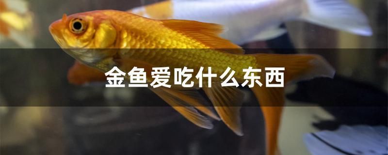 金魚愛(ài)吃什么東西 黑桃A魚 第1張