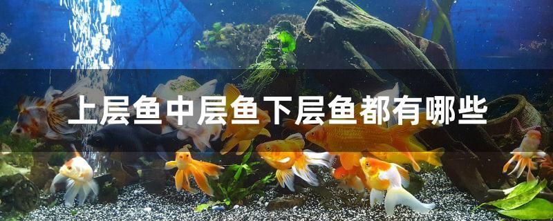 上層魚中層魚下層魚都有哪些 帝王血鉆魚 第1張