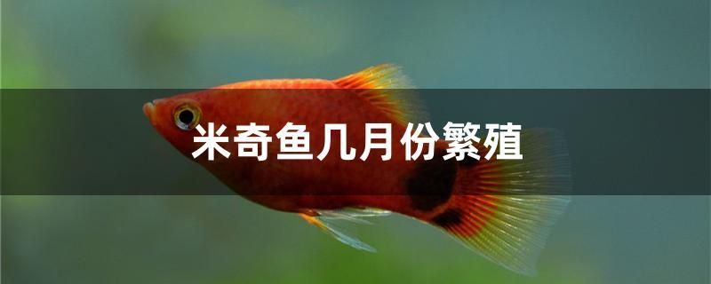 米奇魚幾月份繁殖 白子紅龍魚 第1張