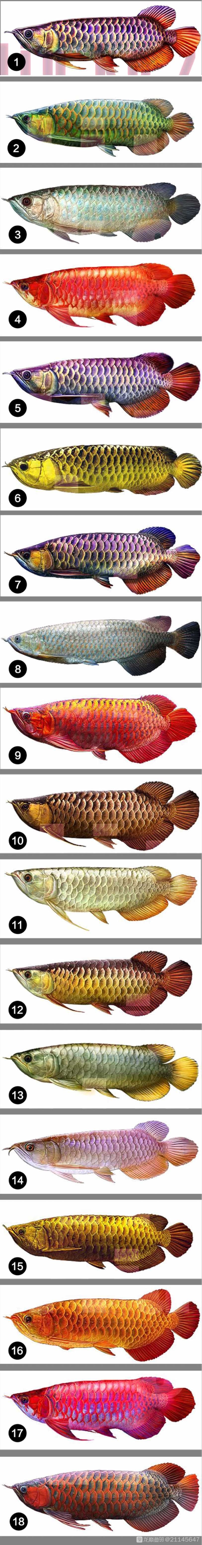 誰能把這18個(gè)品種名字都說一說啊 觀賞魚論壇 第1張