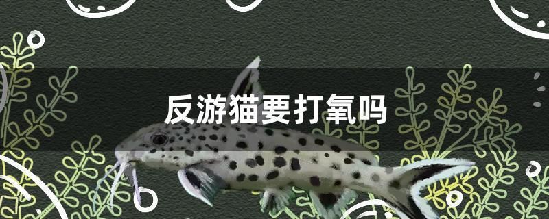 反游貓要打氧嗎 委內(nèi)瑞拉奧里諾三間魚 第1張