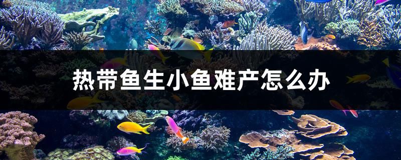 熱帶魚生小魚難產(chǎn)怎么辦