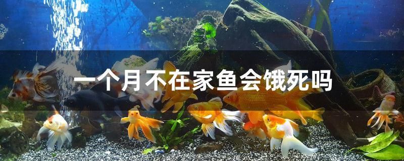 一個月不在家魚會餓死嗎