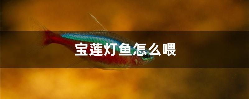 寶蓮燈魚怎么喂 虎紋銀版魚 第1張