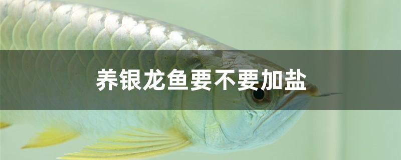 養(yǎng)銀龍魚要不要加鹽 祥龍藍(lán)珀金龍魚 第1張