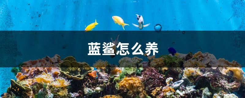 藍鯊怎么養(yǎng) 狗仔招財貓魚 第1張