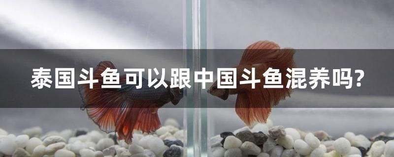 泰國斗魚可以跟中國斗魚混養(yǎng)嗎？