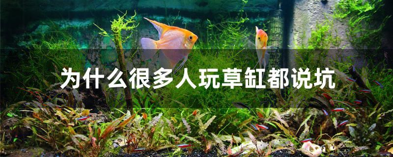 為什么很多人玩草缸都說(shuō)坑 龍魚(yú)百科 第1張