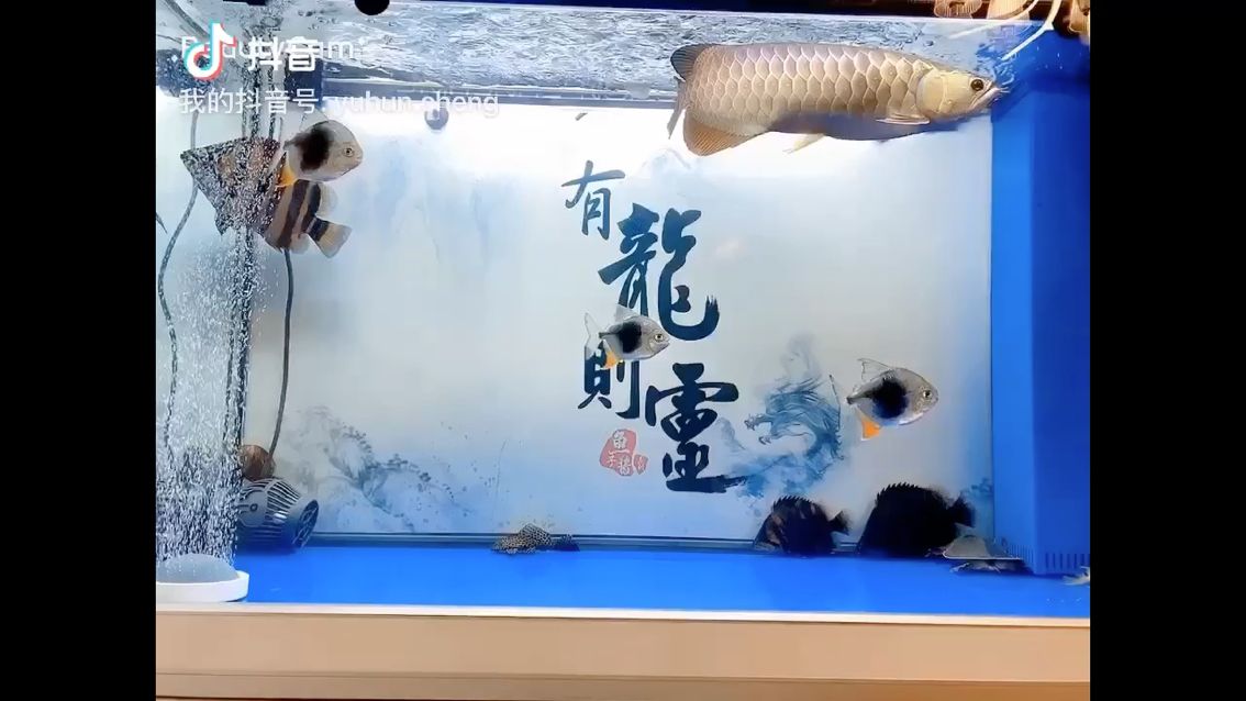 越大越明 觀賞魚論壇 第1張