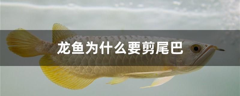 龍魚(yú)為什么要剪尾巴