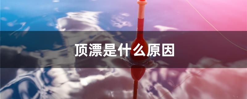 頂漂是什么原因 魚缸等水族設(shè)備 第1張