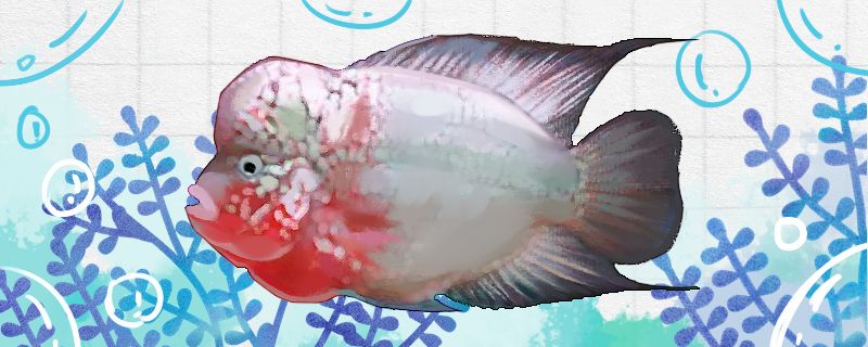 泰金羅漢魚好養(yǎng)嗎怎么養(yǎng)