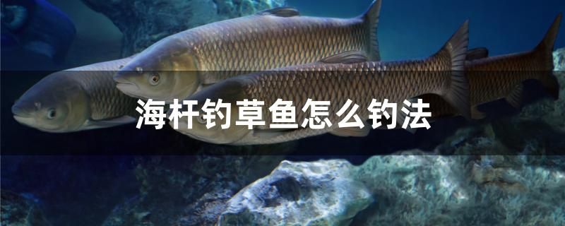 海桿釣草魚怎么釣法