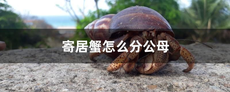 寄居蟹怎么分公母 魚缸等水族設備 第1張