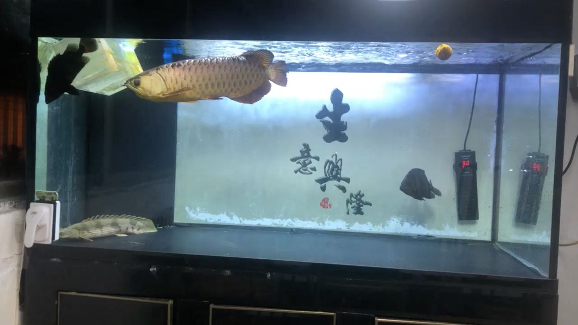 三年金龍 觀賞魚論壇 第1張