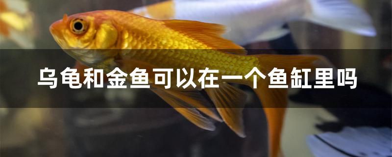 烏龜和金魚可以在一個魚缸里嗎